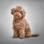 Foto di un cane Barboncino, durante un servizio fotografico per cani, in studio