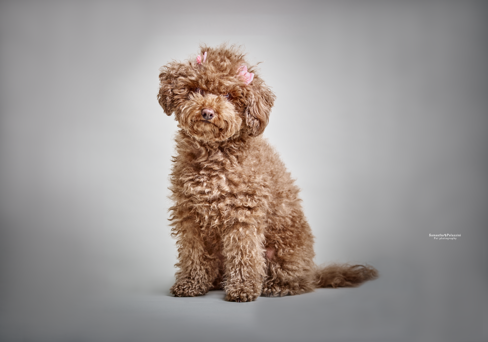 Foto di un cane Barboncino, durante un servizio fotografico per cani, in studio