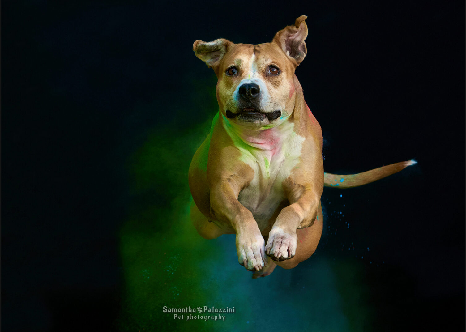 Foto di un cane di razza Amstaff, salta con i colori Holi, in un servizio fotografico per cani