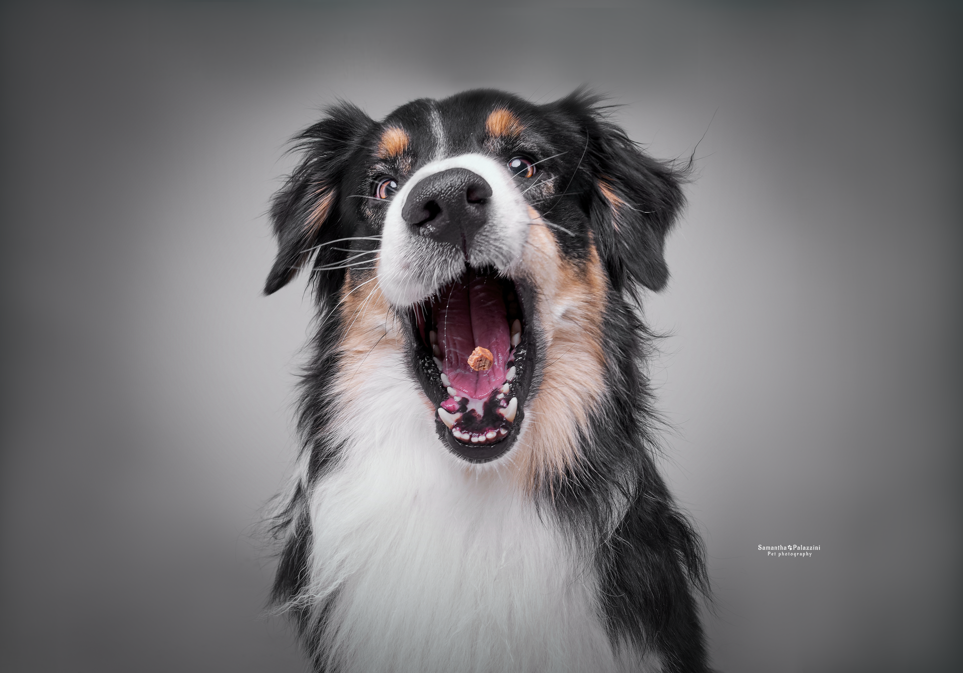 Foto di un cane di razza Pastore Australiano, Australian Shepherd, prende al volo una crocchetta, durante un servizio fotografico per cani
