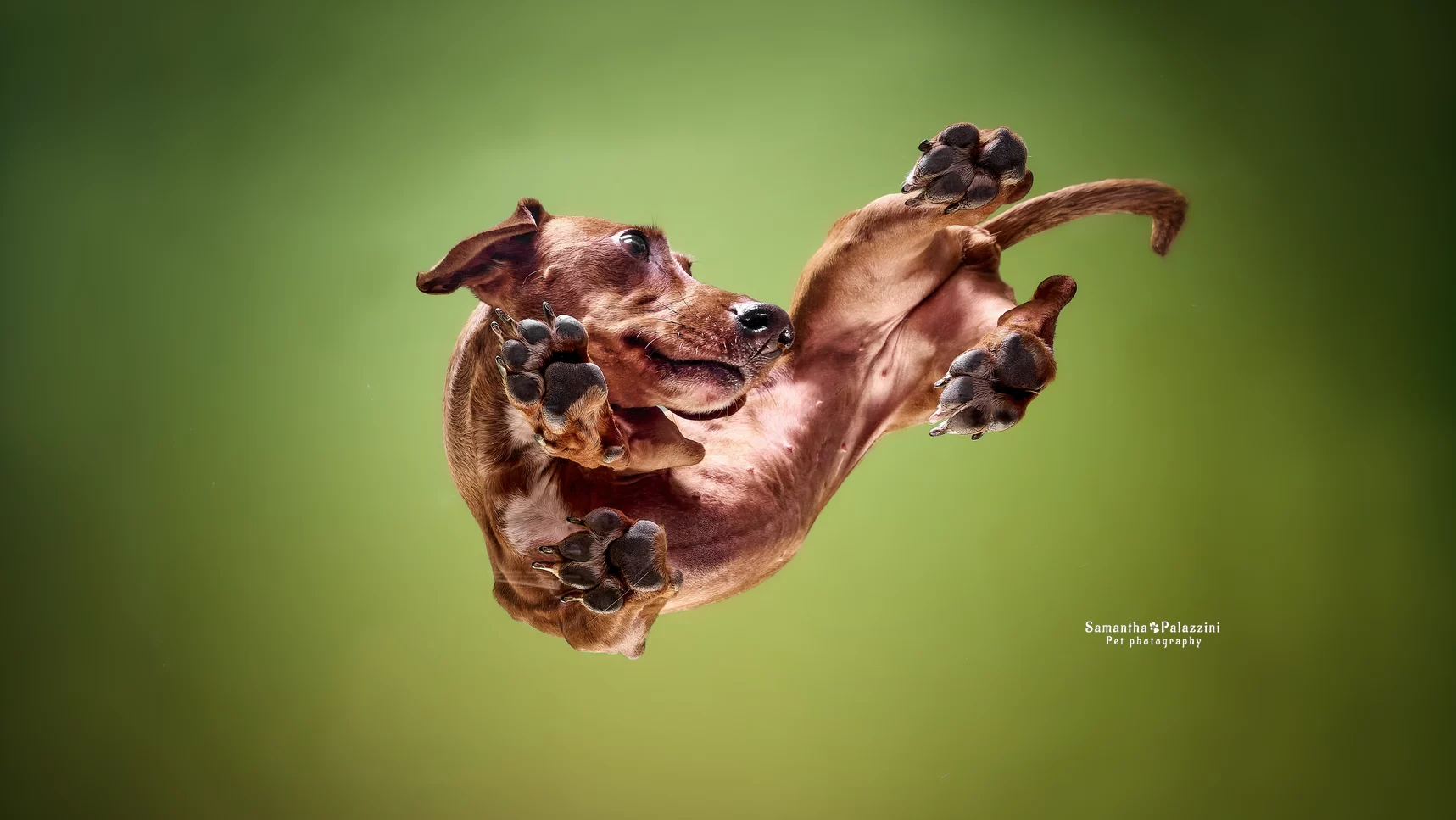 Foto di un cane razza Bassotto, in un servizio fotografico artistico per cani, ripresa fotografica dal basso verso l'alto in studio