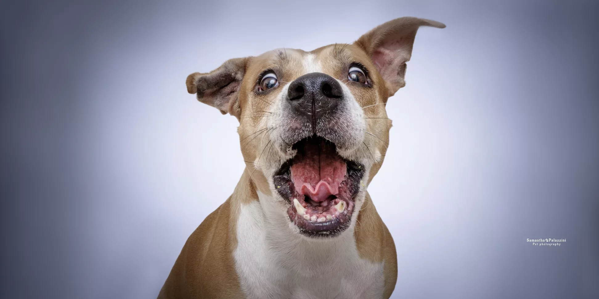 Foto di un cane di razza Amstaff, prende al volo una crocchetta, durante un servizio fotografico per cani