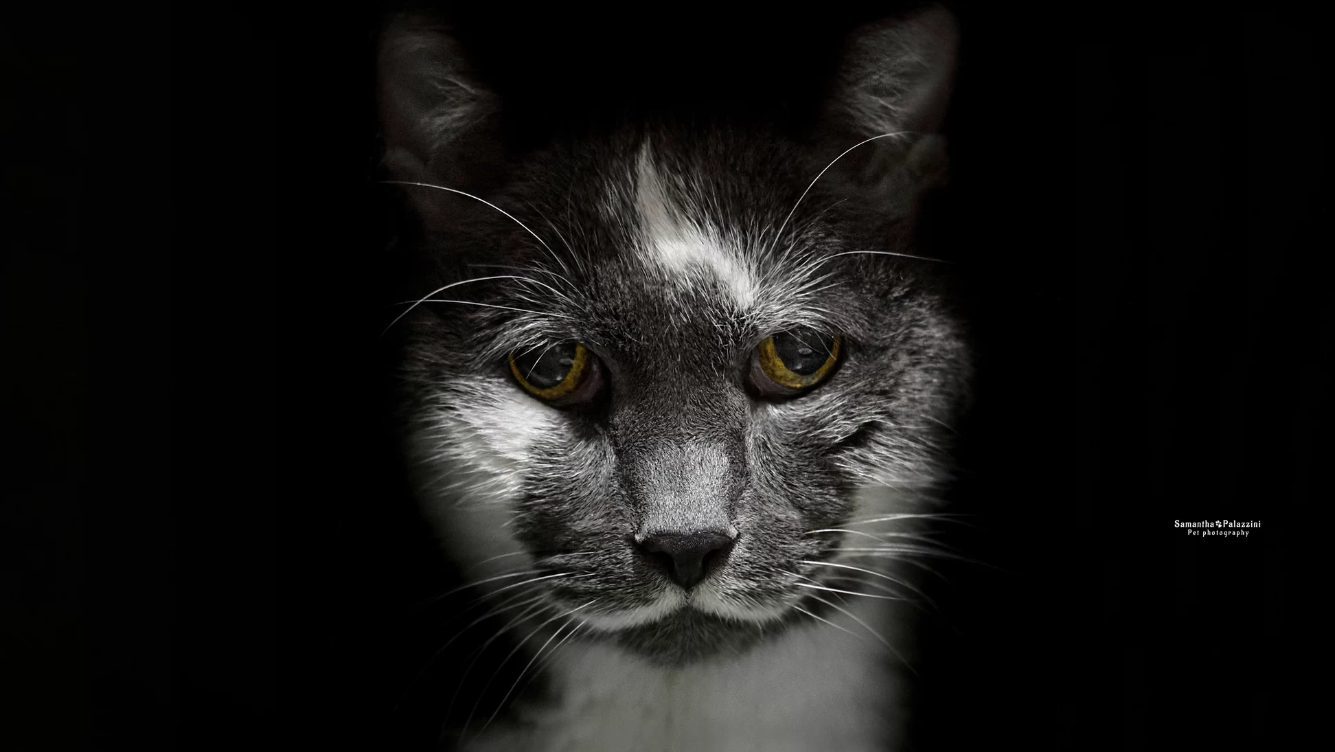 Foto di un gatto, razza europea, in un servizio fotografico a domicilio