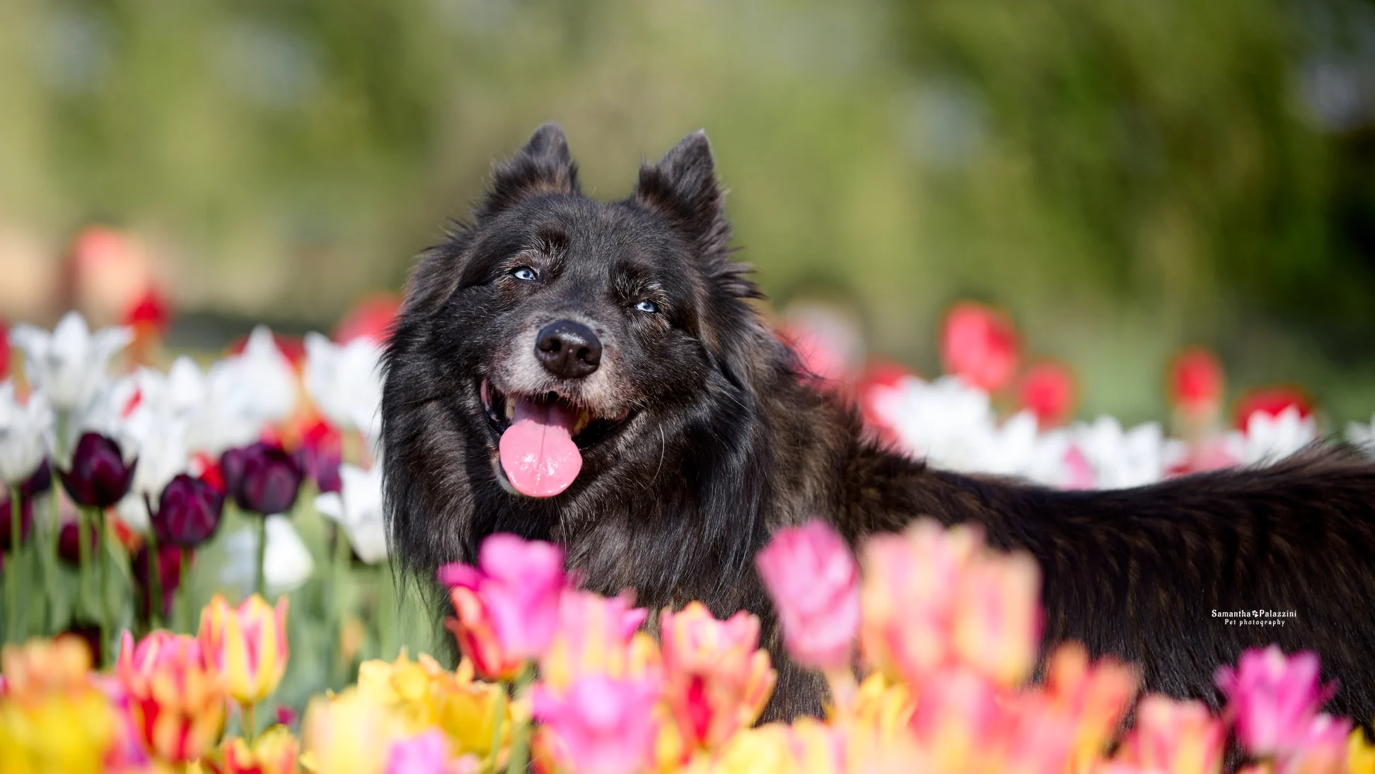 Cane lupo con occhi azzurri, in mezzo ai tulipani, durante un servizio fotografico per cani
