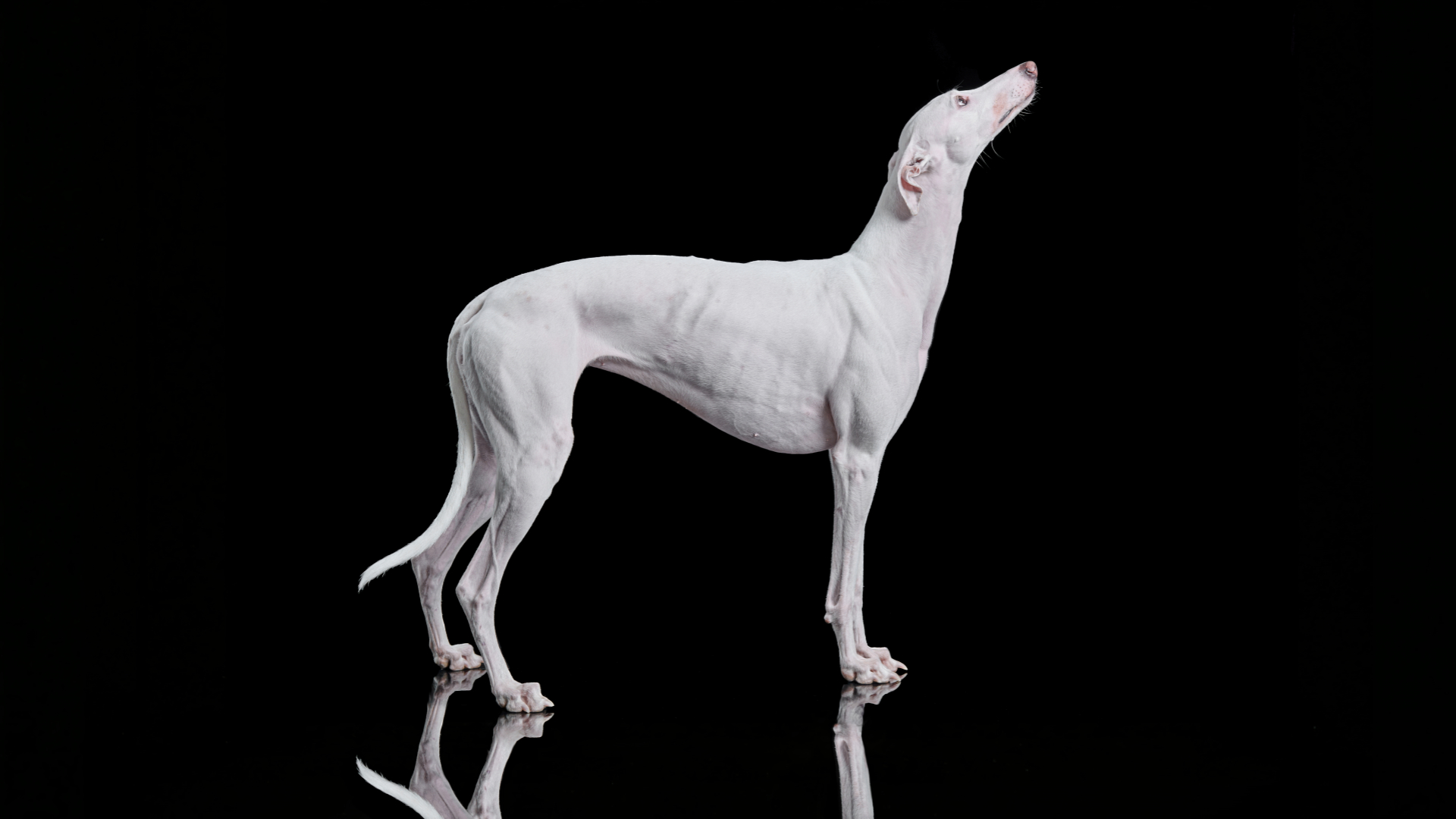 Foto di un levriero bianco, galgo spagnolo, durante un servizio fotografico per cani, in studio