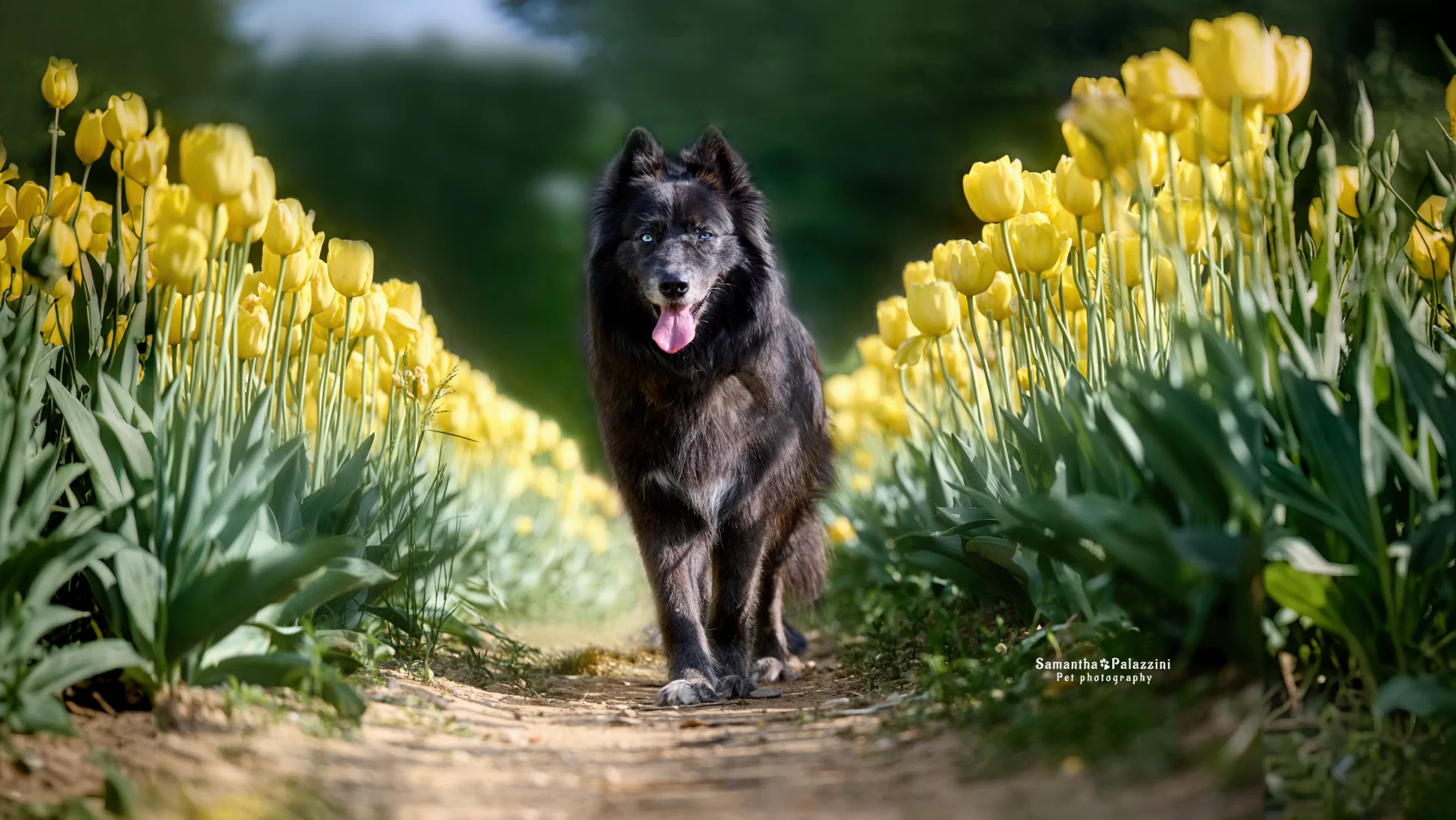 Cane lupo con occhi azzurri, in mezzo ai tulipani, durante un servizio fotografico per cani