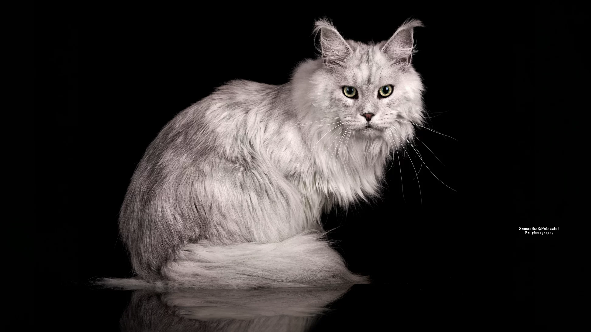 Foto di un gatto di razza Mainecoon, durante un servizio fotografico per gatti, in studio