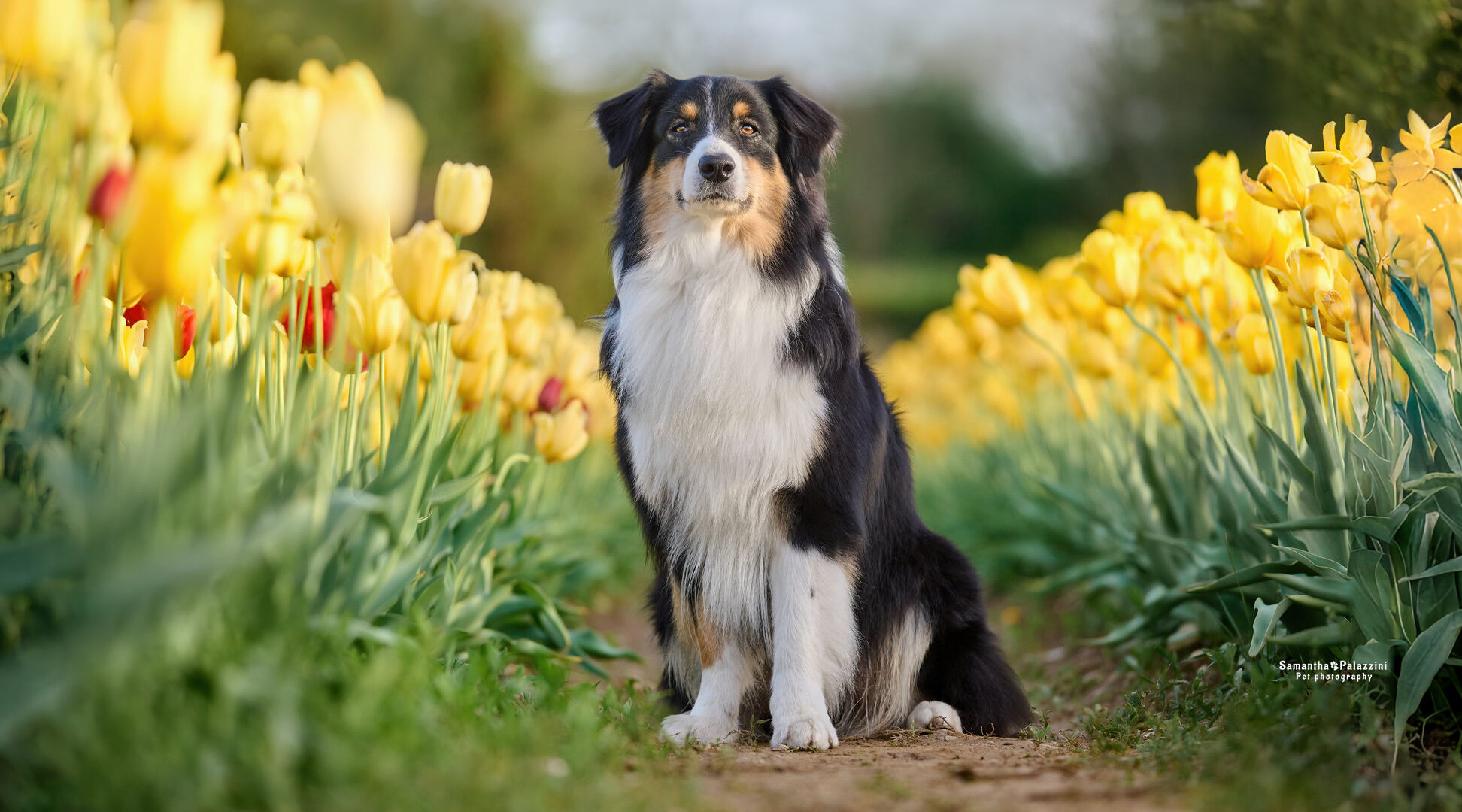 Foto di un cane pastore australiano, Australian Shepherd,nei tulipani, durante un servizio fotografico per cani tra i fiori