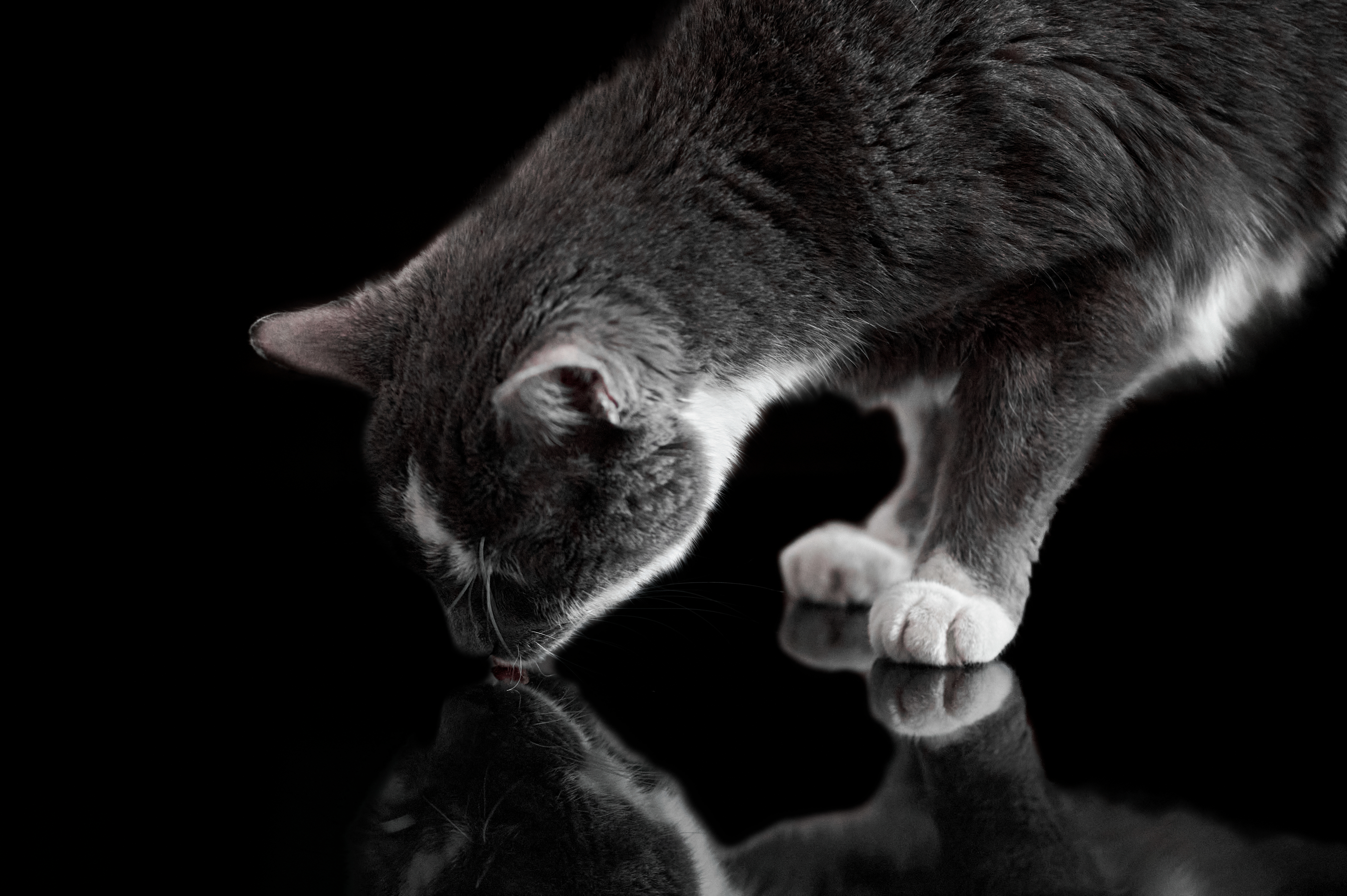 Foto di un gatto, razza europea, in un servizio fotografico a domicilio