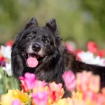 Cane lupo con occhi azzurri, in mezzo ai tulipani, durante un servizio fotografico per cani