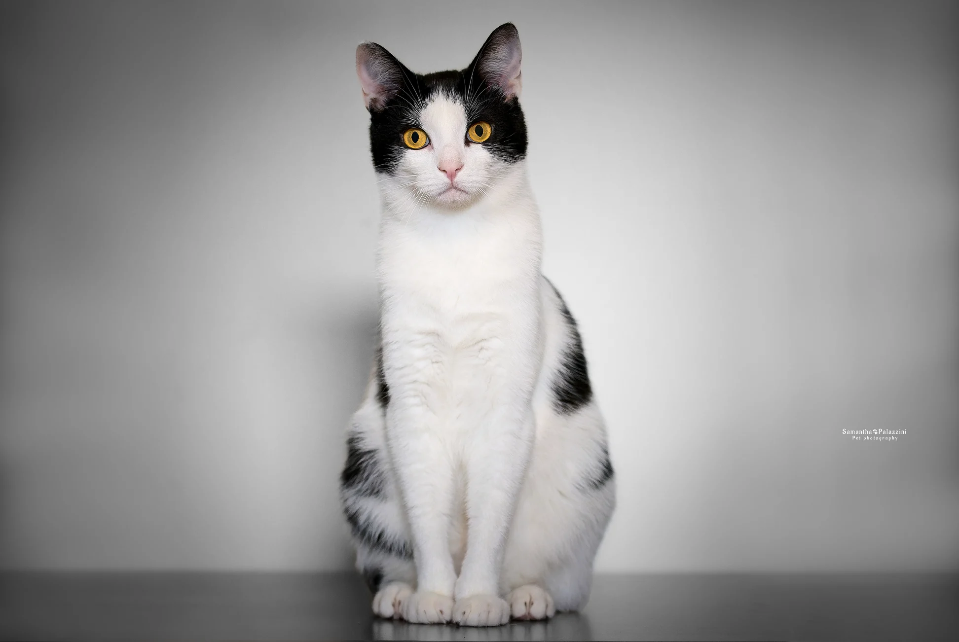 Foto di un gatto, razza europea, in un servizio fotografico a domicilio
