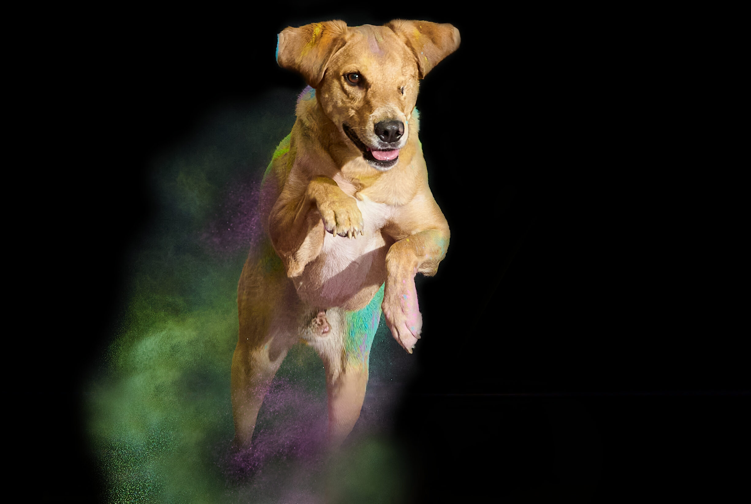 Foto di un cane senza un occhio, salta con i colori Holi, in un servizio fotografico per cani
