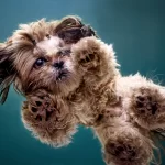 Foto di un cane razza Shihtzu, in un servizio fotografico artistico per cani, ripresa fotografica dal basso verso l'alto in studio