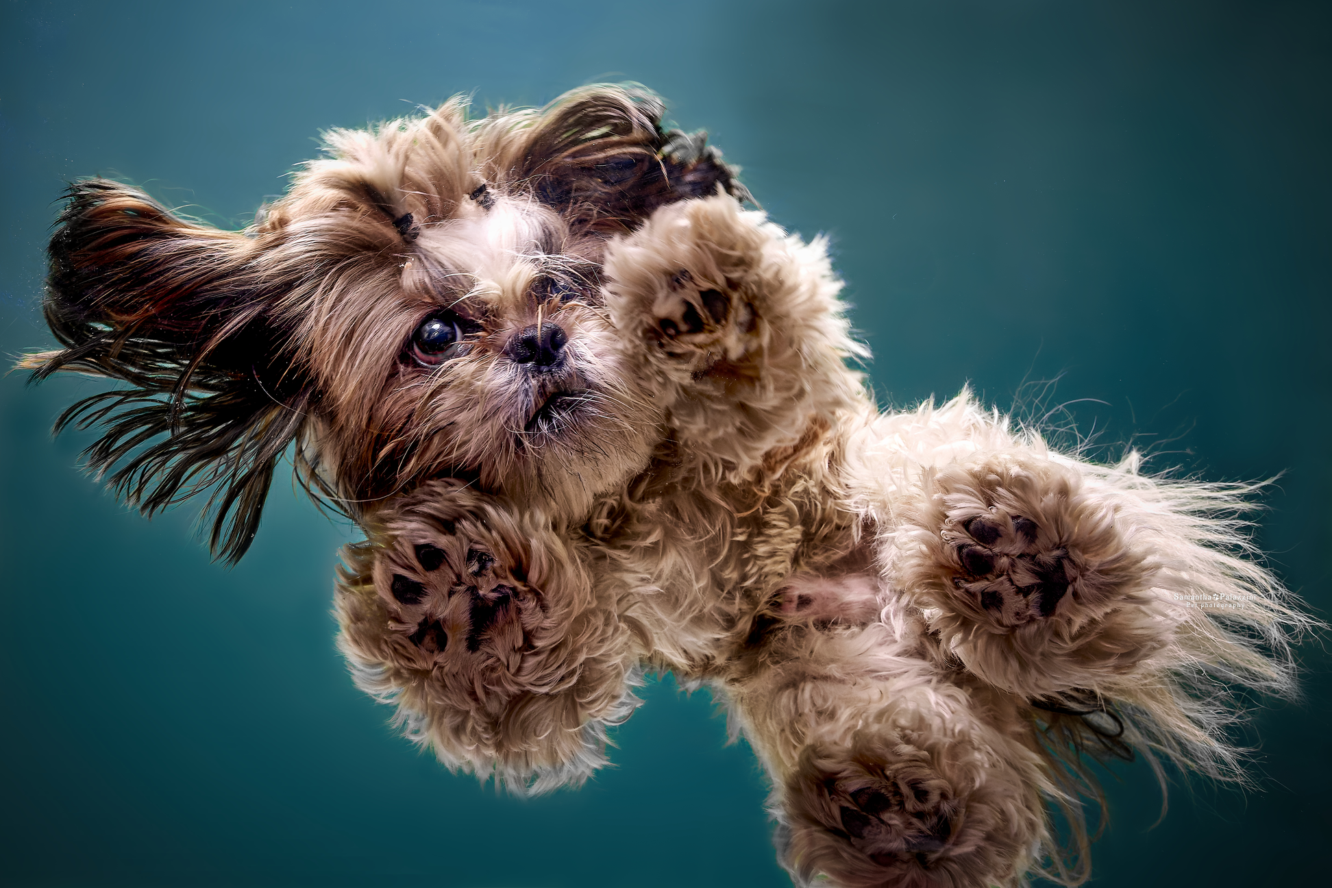 Foto di un cane razza Shihtzu, in un servizio fotografico artistico per cani, ripresa fotografica dal basso verso l'alto in studio
