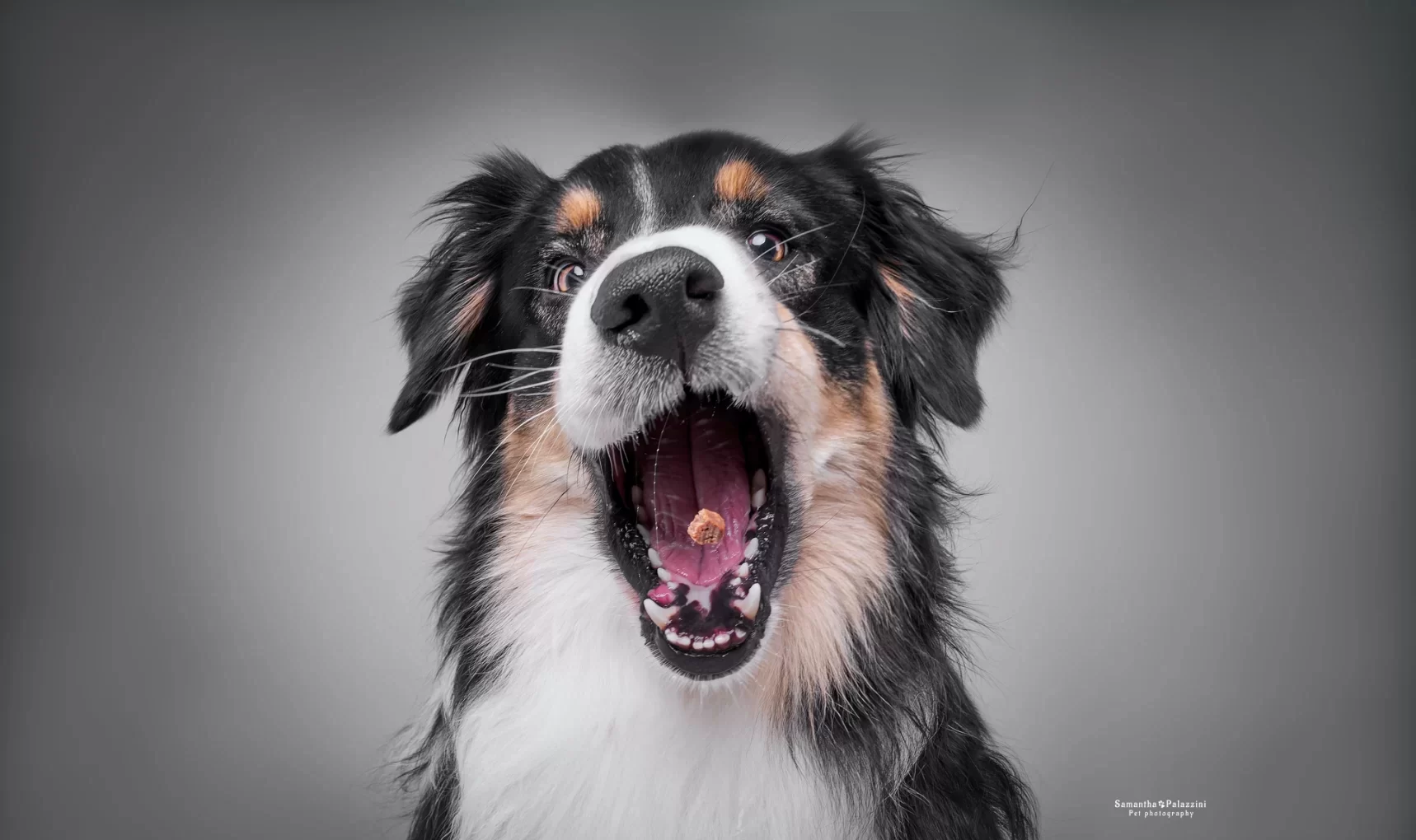 Foto di un cane di razza Pastore Australiano, Australian Shepherd, prende al volo una crocchetta, durante un servizio fotografico per cani