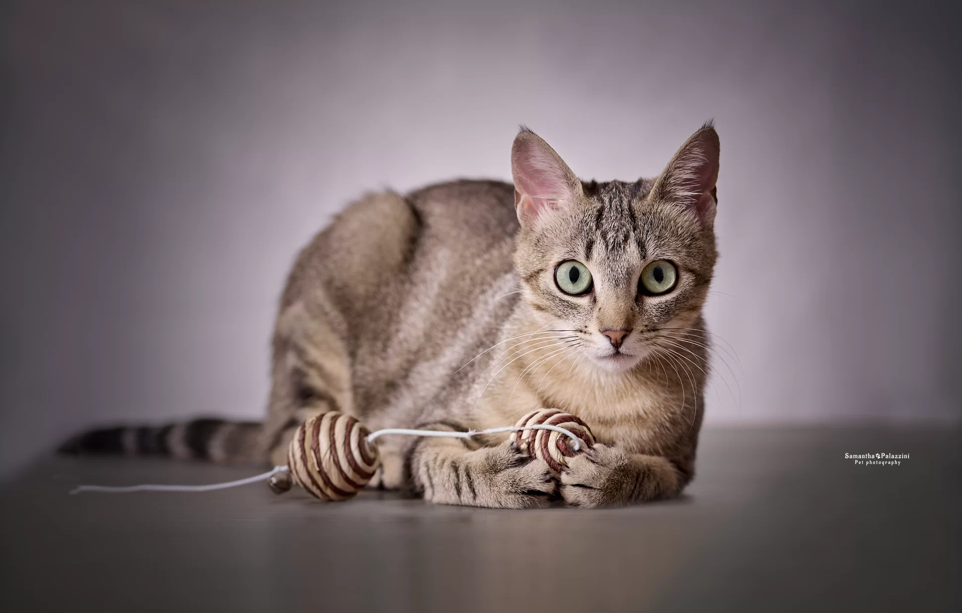 Foto di un gatto, razza europea, in un servizio fotografico a domicilio