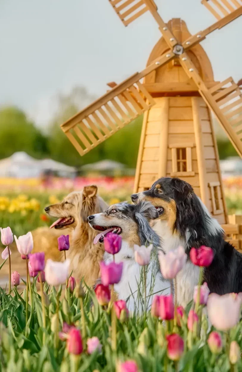 Foto di cani nei tulipani, durante un servizio fotografico per cani tra i fiori
